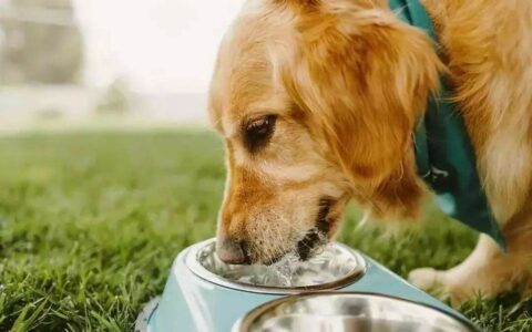 狗狗饮水增多警惕！这些症状可能是糖尿病、肾病的前兆