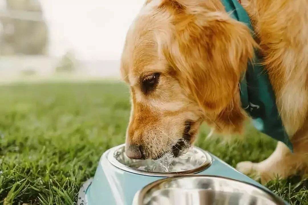 犬の水分摂取が増えたら注意を！これらの症状は糖尿病や腎臓病の前兆かもしれません