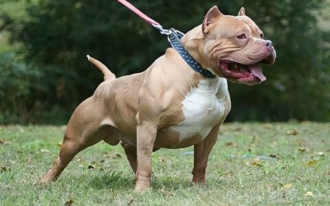 Do Pit Bulls Like to Bite People? Unveiling the Aggression of Pit Bulls