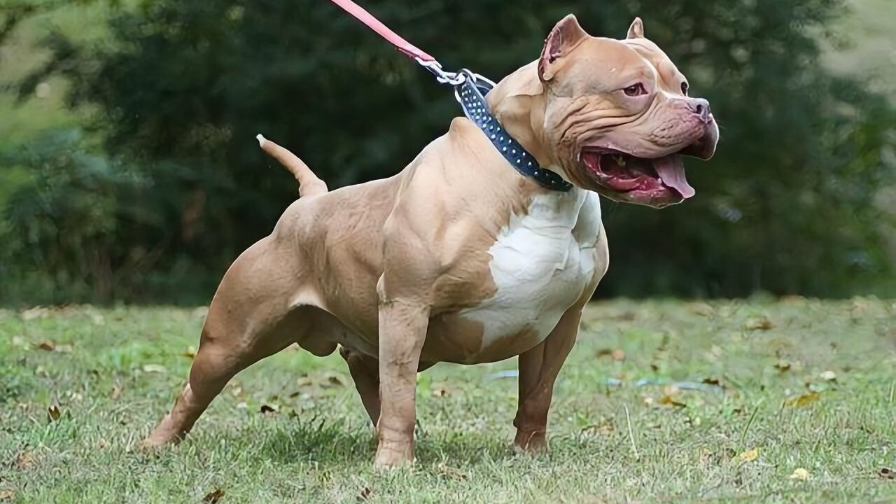 比特犬爱咬人吗?揭秘比特犬的攻击性
