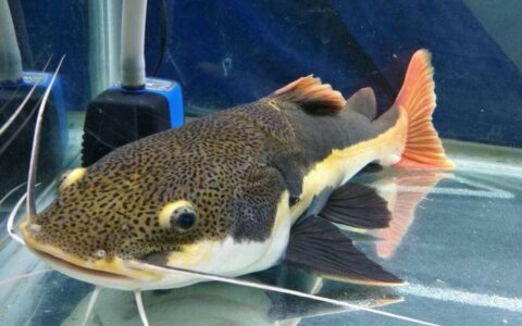 养好招财猫鱼的 5 个关键步骤：水质、饲料与环境护理