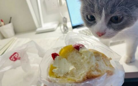 Can Cats Eat the Cream on Cake? Four Reasons Why They Can’t
