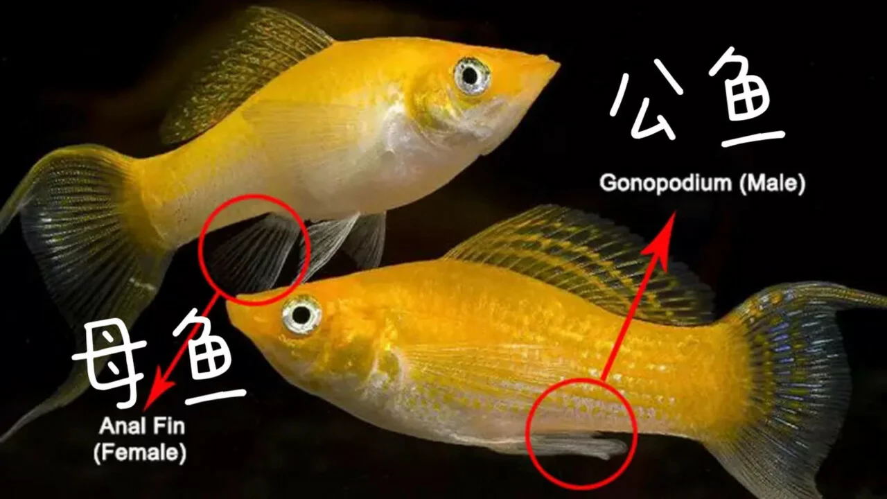Guide to Raising and Breeding Molly Fish: How to Ensure Healthy Growth?