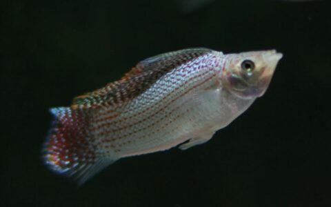 Molly fish