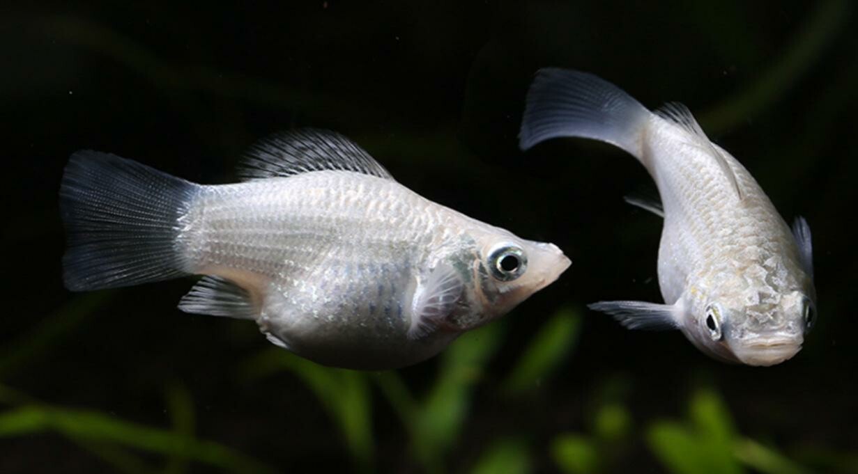 Guide to Raising and Breeding Molly Fish: How to Ensure Healthy Growth?