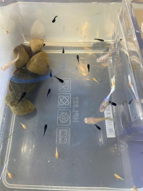 Guide to Raising and Breeding Molly Fish: How to Ensure Healthy Growth?