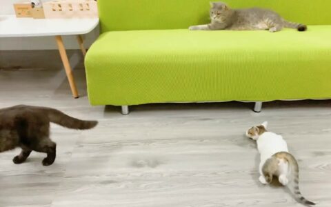 公猫发情期频繁乱叫怎么办？试试这些安抚方法