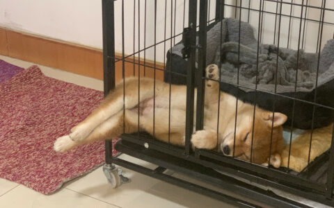 Cage Training, Semi-Free-Range, or Full Free-Range? Essential Dog-Raising Tips for Beginners