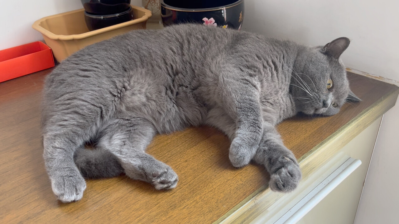 How Long Do British Blue Cats Typically Live? Scientific Feeding Methods to Extend Their Lifespan