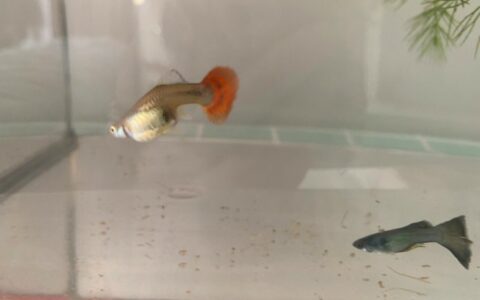 孔雀鱼生产后吃鱼宝宝怎么办？四个防止母鱼吃仔的有效方法