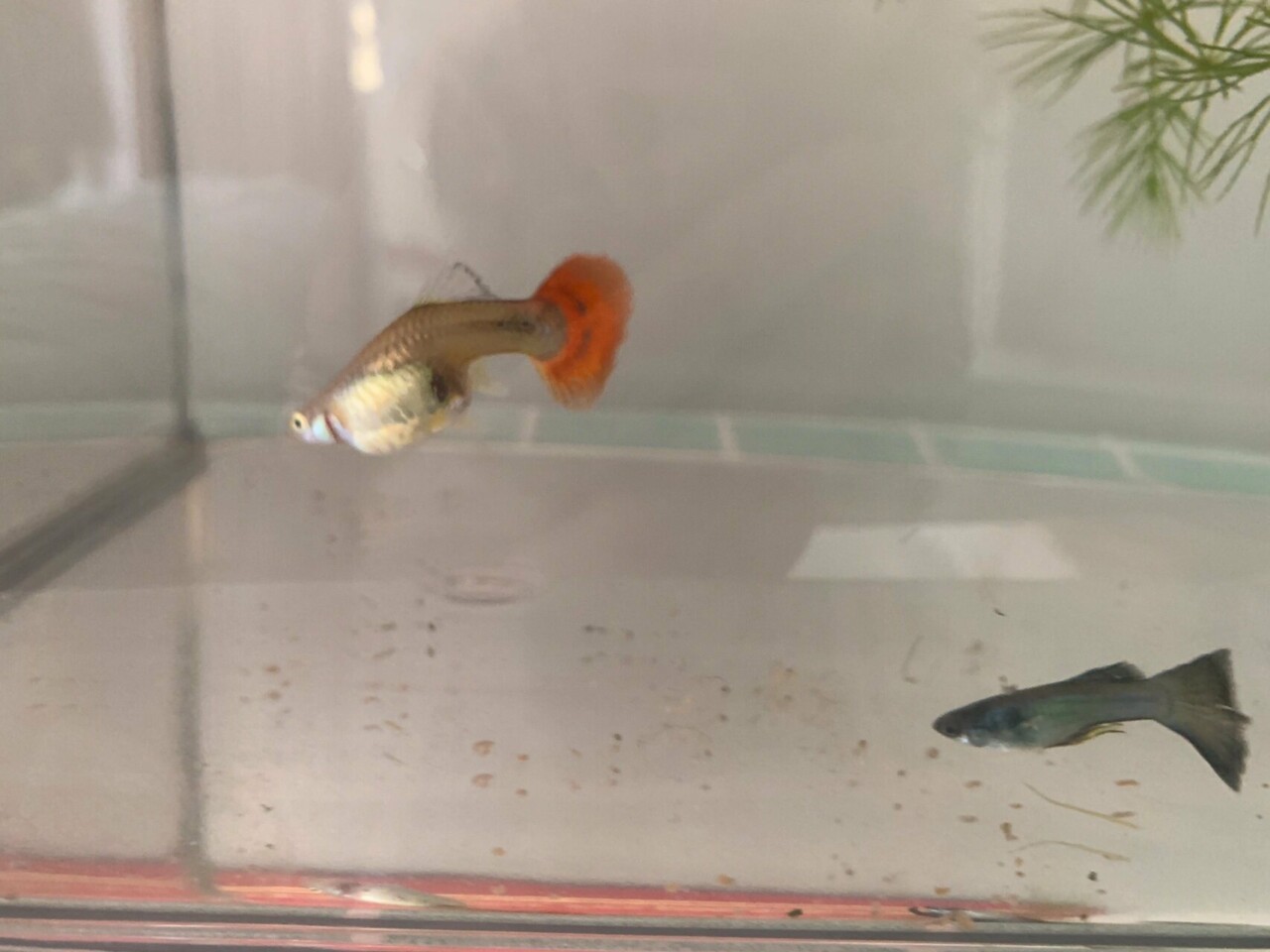 孔雀鱼生产后吃鱼宝宝怎么办?四个防止母鱼吃仔的有效方法