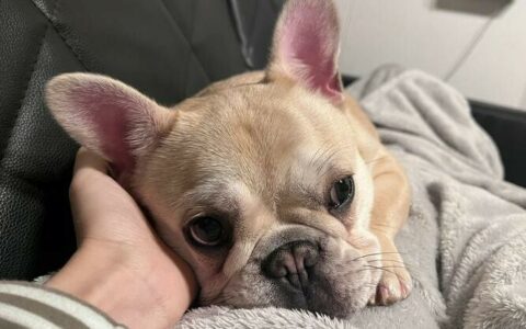 如何解决狗狗泪痕问题？专家建议的五个方法
