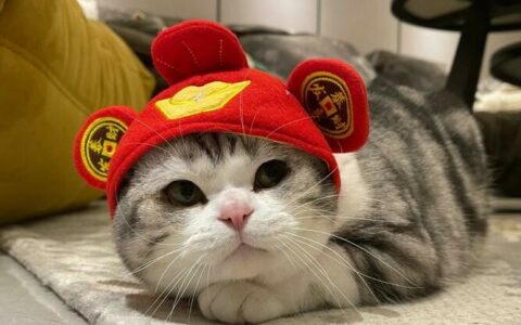 过年回家猫咪怎么安置？寄养、托运、上门喂养与家中留守全解析