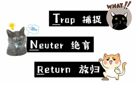 什么是 TNR 计划？流浪动物管理新方式