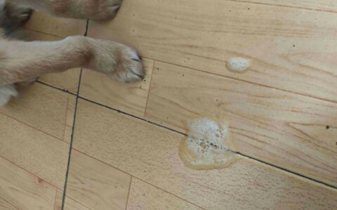 What to Do If Your Dog Vomits White Foam? Veterinary-Recommended Treatment Steps for Acute Gastroenteritis