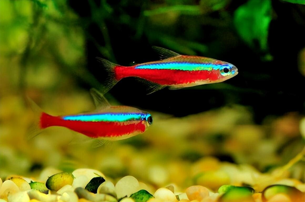 宝蓮灯魚の飼育ガイド:水質調整と群れでの生活管理