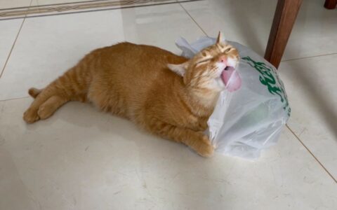猫咪误吞塑料袋怎么办？处理方法与注意事项