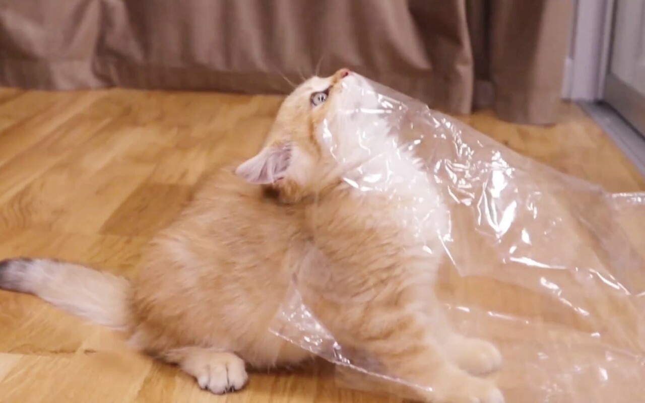 What to Do If Your Cat Swallows a Plastic Bag? Handling Methods and Precautions