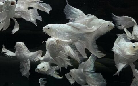 チョウチョウゴイとニシキゴイを一緒に飼育できるか？飼育の達人が経験を共有