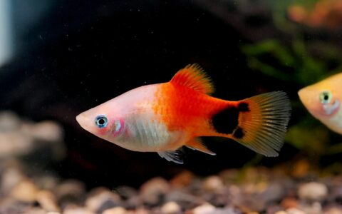 Mickey Fish Breed Introduction: Rearing, Breeding, and Disease Prevention