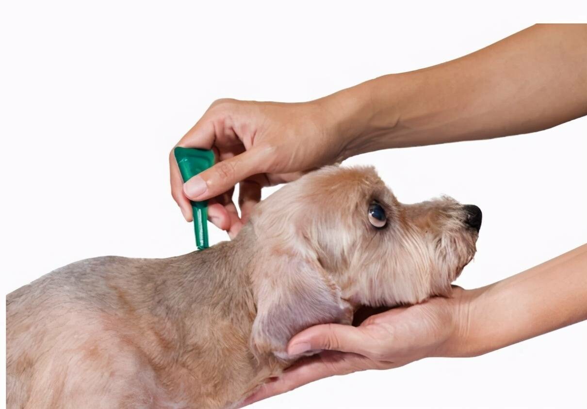 养狗一年多少钱?中大型犬与小型犬费用大对比