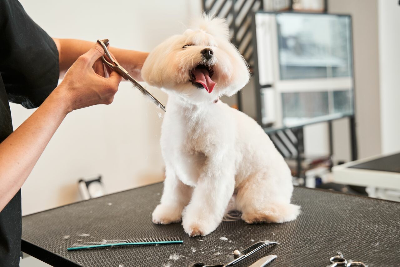 养狗一年多少钱?中大型犬与小型犬费用大对比