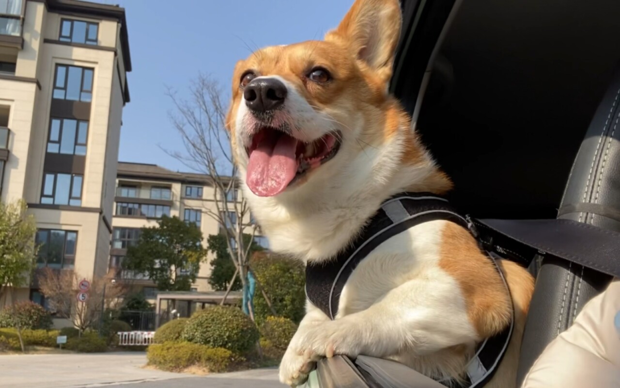 猫犬多合一疫苗怎么选?五合一到十一合一解析
