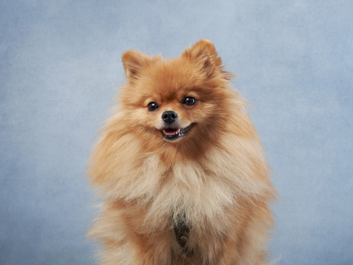 博美为什么是三大恶犬之首?人们讨厌博美的原因