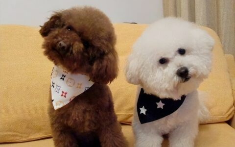 泰迪犬与比熊犬：哪个更适合您？详细对比指南