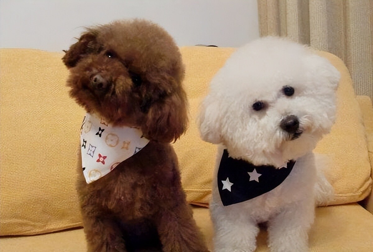 Teddy Dogs and Bichon Frises: Which One Suits You Best? A Detailed Comparison Guide