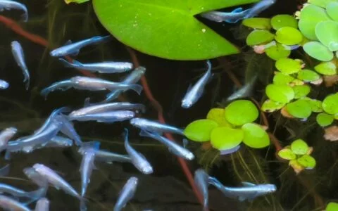 メダカ（Oryzias latipes）の飼育ポイント：光、水温、餌やりのコツを徹底解説