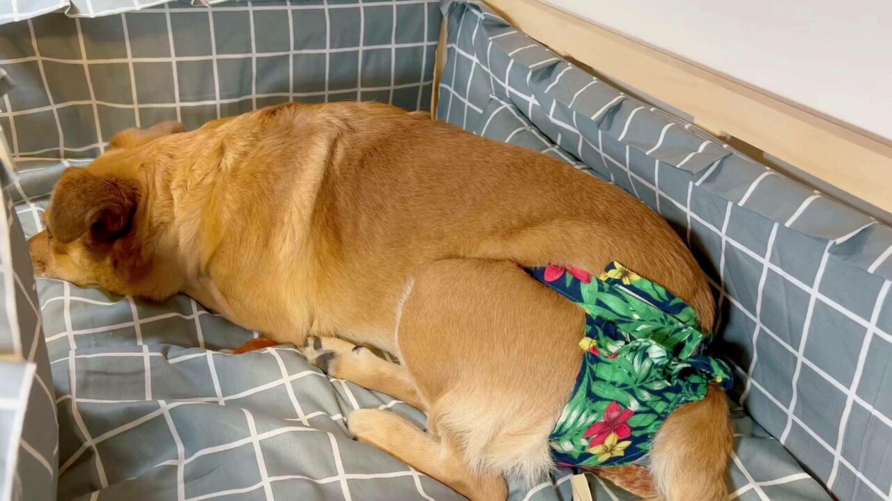 百科全书