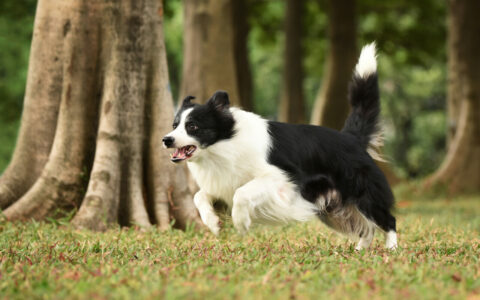 Reasons for the High Abandonment Rate of Border Collies: Timidity and Intolerable Shedding