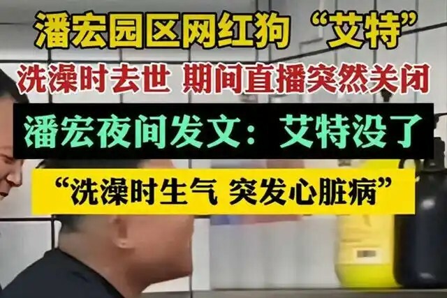 潘宏道歉：网红狗“艾特”洗澡意外去世引发热议