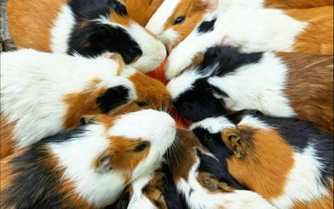 Do Guinea Pigs Fear the Cold? How to Provide Safe Winter Warmth for Your Guinea Pig