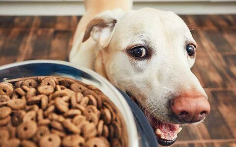 Can Dogs Eat Salt? Understanding the Impact of Salt on Dog Health