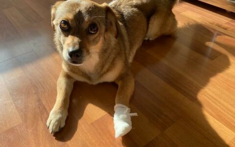 What to Do If Your Dog Is Bitten by Another Dog? Treatment Methods and Precautions