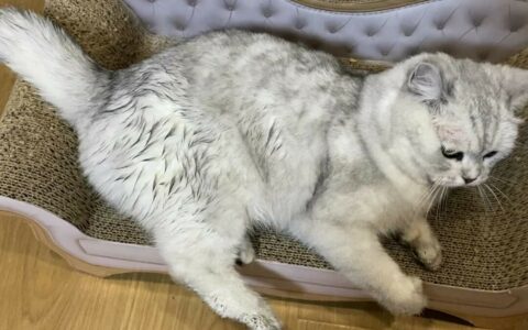 猫咪为什么会发抖？常见原因解析