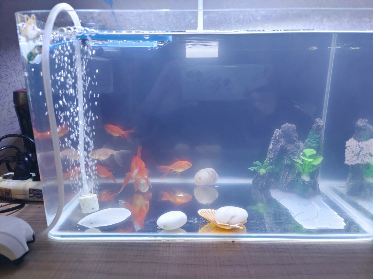 如何改善鱼缸水混浊发白?详细解析生物性浑浊