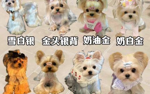 约克夏犬多少钱一只？2025 最新价格及选购避坑指南