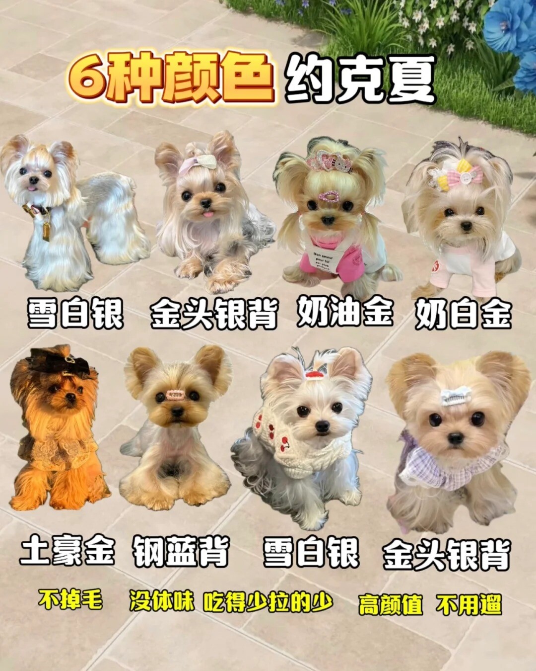 约克夏犬多少钱一只？2025 最新价格及选购避坑指南
