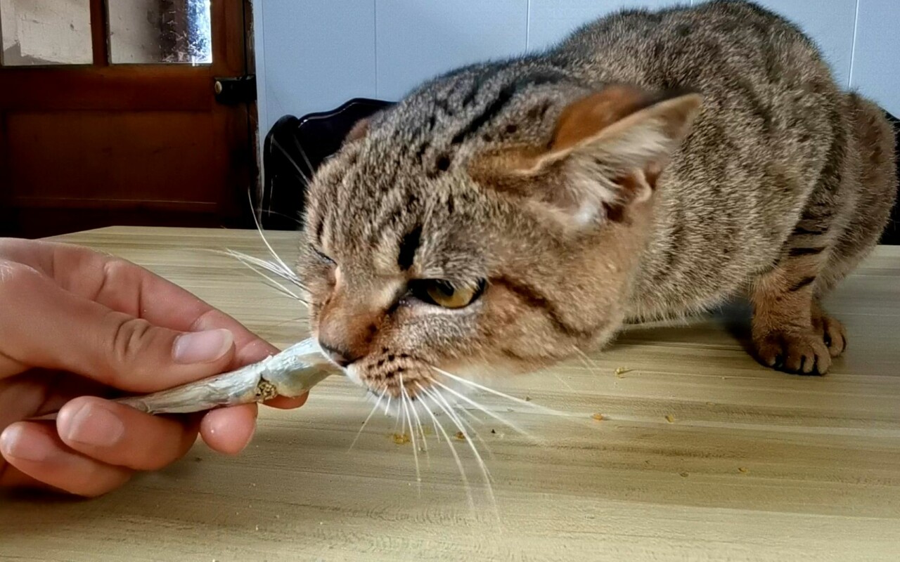 猫の好き嫌いはどうすれば直る?猫の飼い主必見の科学的な餌やりガイド