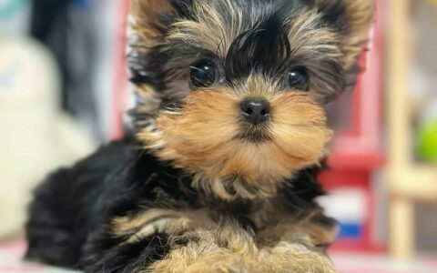 Yorkshire Terrier vs Schnauzer: A Comprehensive Analysis of Pros and Cons for Pet Owners