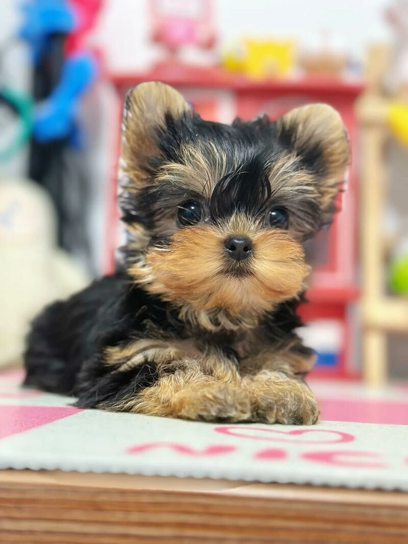 约克夏犬 vs 雪纳瑞犬:养犬必看宠物犬优缺点全解析