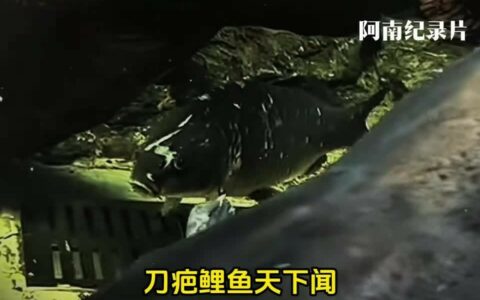 刀疤鲤传说：猛鱼之王的鱼缸逆袭