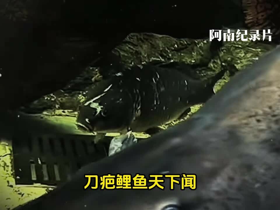 刀疤鲤传说:猛鱼之王的鱼缸逆袭