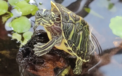 Methods for Determining a Turtle’s Hibernation Status: How to Differentiate Between Hibernation and Death?