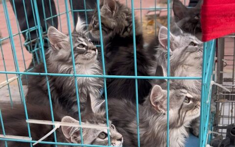 新手小白第一次养猫，在哪里买才能买到健康的猫咪？