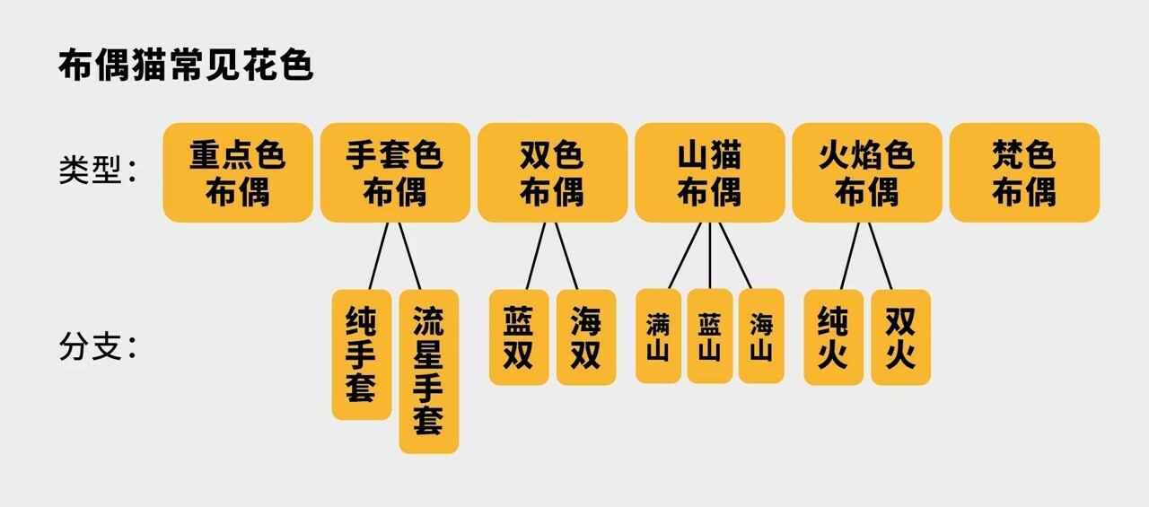 ラグドール容姿鑑定ガイド：子猫から将来の顔立ちを予測する方法とは？「劣化」の地雷を避ける