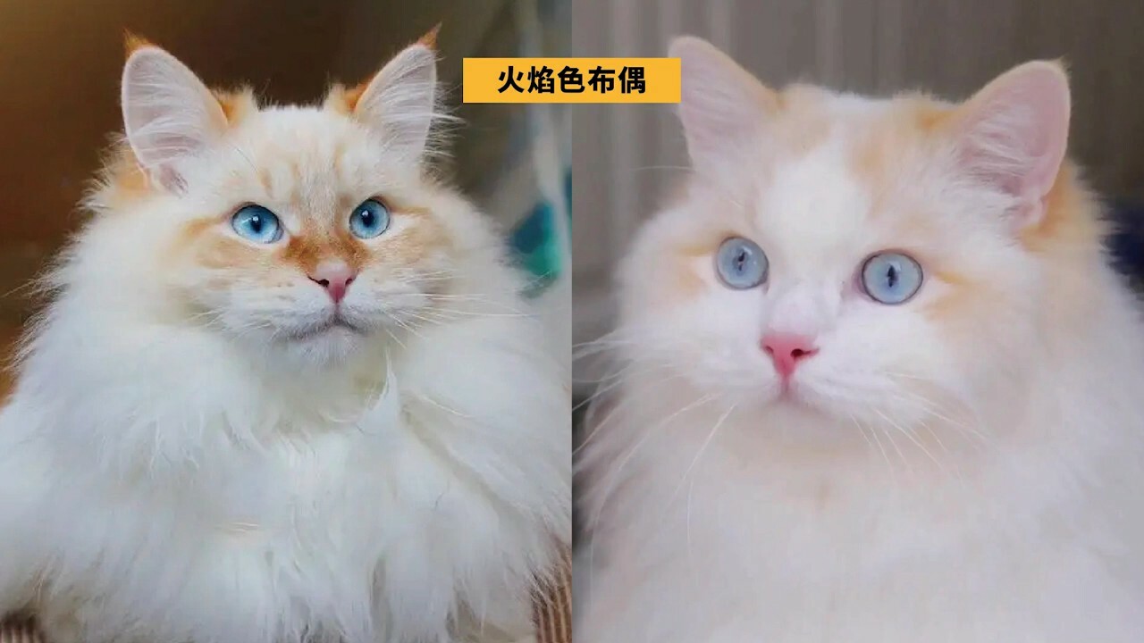 ラグドール容姿鑑定ガイド：子猫から将来の顔立ちを予測する方法とは？「劣化」の地雷を避ける